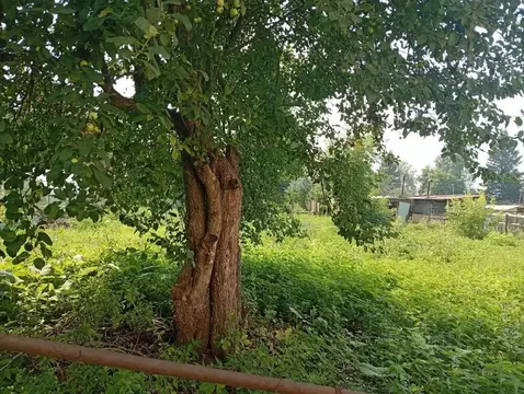 Участок в Новосибирская область, Новосибирск Водник СНТ, 52 (7.0 сот.)