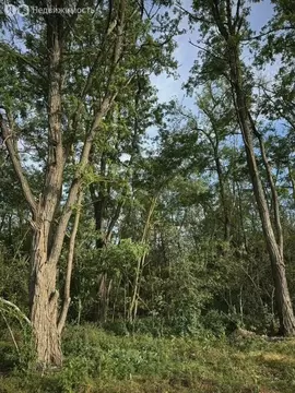 Участок в Большелогское сельское поселение, СНТ Солнечная поляна (5 м)