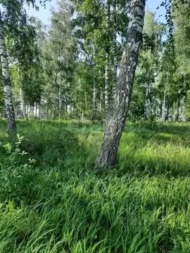 Участок в Алтайский край, Бийский район, с. Лесное пер. Северный, 12 ...