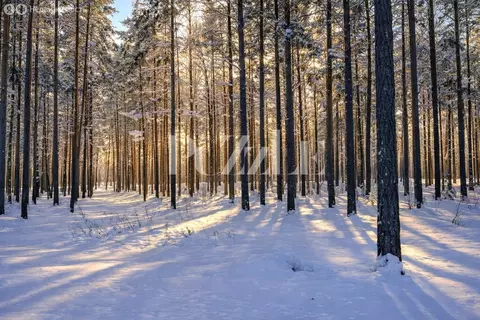 Участок в Приозерский район, Петровское сельское поселение, деревня ...
