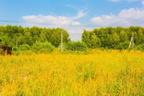 Участок в Новосибирская область, Новосибирский район, с. Толмачево  ...