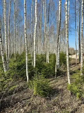 Участок в Московская область, Ступино городской округ, Шелково ТСН  ...