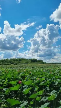 Дом в Хабаровский край, Хабаровский район, Октябрь СНТ ул. Приозерная, ...