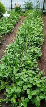 Дом в микрорайон Труфаново, улица Застройщиков (197.4 м)