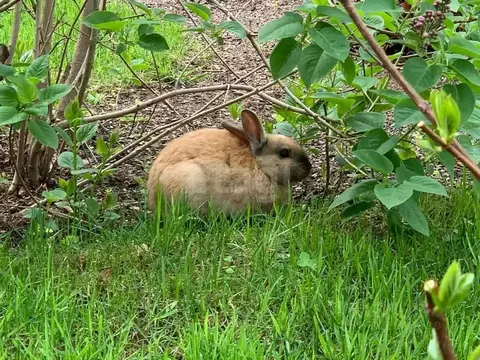 Участок в Ленинградская область, Выборгский район, Полянское с/пос, ...