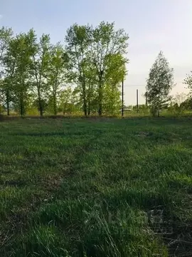 Участок в Алтайский край, Павловский район, Силикатчик СНТ 36 (9.06 ...