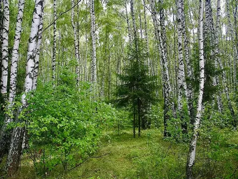 Участок в Тульская область, Ясногорский район, Теляковское с/пос, д. ...