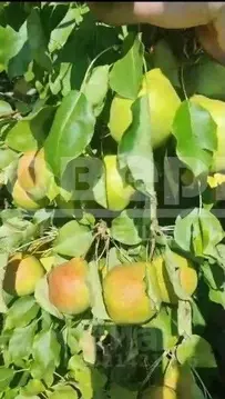 Участок в Омская область, Омск СОСН Омь-2 тер.,  (15.6 сот.)