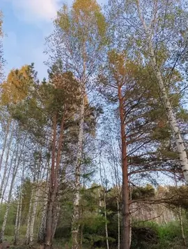 Участок в Тюменская область, Нижнетавдинский муниципальный округ, ...