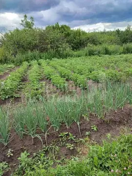 Участок в Нижегородская область, Большемурашкинский муниципальный ...