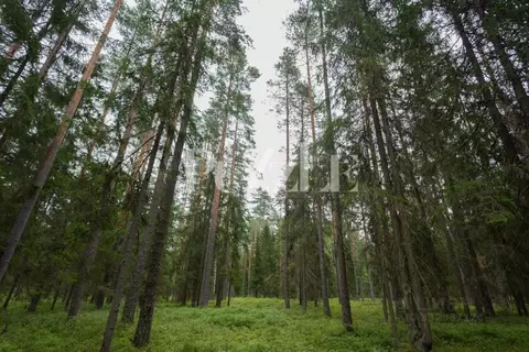 Участок в Ленинградская область, Выборгский район, Первомайское с/пос, ...