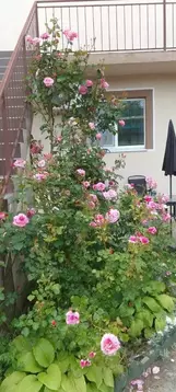 Комната Краснодарский край, Анапа муниципальный округ, пос. Пятихатки ...