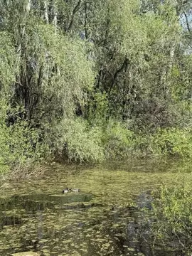 Участок в Саратовская область, Энгельс Песчаная ул., 24 (10.0 сот.)