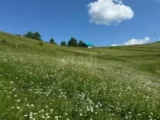 Участок в Алтай, Майминский район, с. Кызыл-Озек ул. Дорожников, 35 ...
