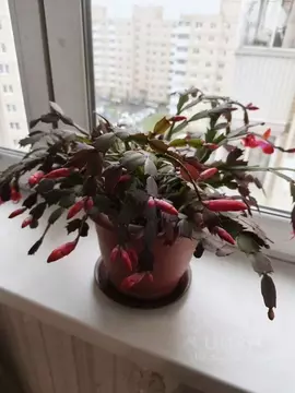 3-к кв. Санкт-Петербург, Санкт-Петербург, Красное Село Геологическая ...