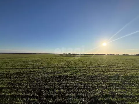Участок в Крым, Сакский район, Ореховское с/пос, с. Михайловка  (25.0 ...