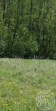 Участок в Ленинградская область, Лужский район, Заклинское с/пос, д. ...