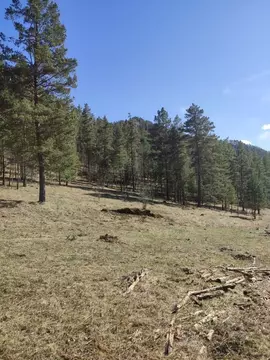 Участок в Алтай, Чемальский район, Элекмонарское с/пос, с. Элекмонар  ...