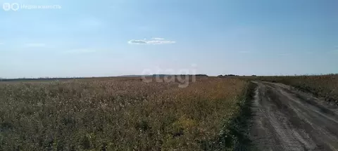 Участок в Новогусельский, территория СХПК Аграрник (570 м)