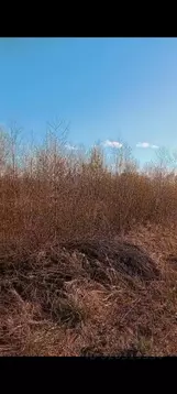 Участок в Новгородская область, Новгородский район, Савинское с/пос, ...