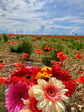 Участок в Крым, Симферопольский район, с. Пожарское  (100.0 сот.)