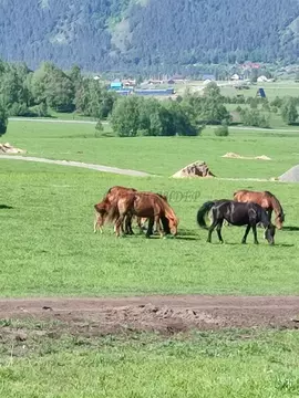 Участок в Алтай, Чемальский район, с. Чемал  (12.0 сот.)