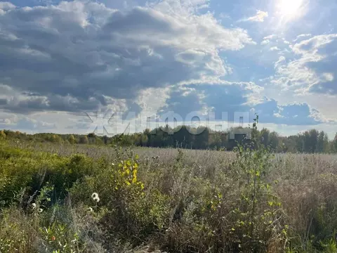 Участок в Новосибирская область, Новосибирский район, Раздольненский ...