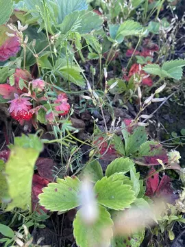 Дом в Пермский край, Краснокамский городской округ, Алешиха массив, ...