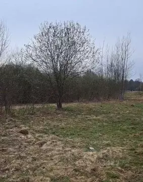 Участок в Московская область, Лосино-Петровский  (11.16 сот.)