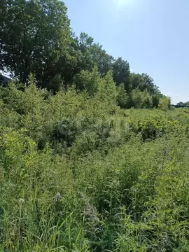 Участок в Амурская область, Благовещенск Игнатьевское ш. (11.0 сот.)