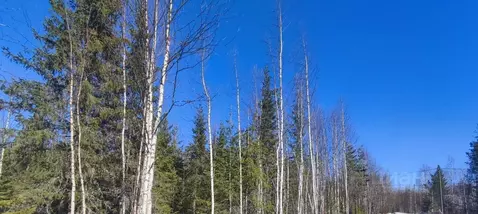 Участок в Коми, Сыктывдинский район, с. Выльгорт, Пелысь СДТ ул. ...