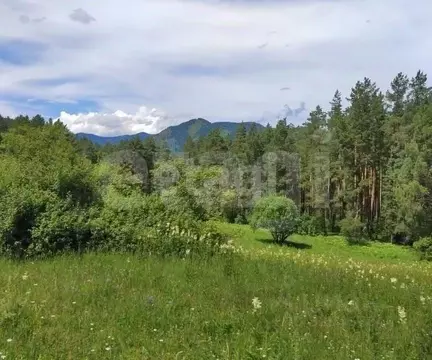 Участок в Алтай, Чемальский район, пос. Усть-Сема  (4900.0 сот.)