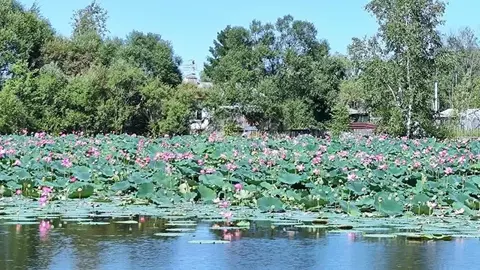 Дом в Хабаровский край, Хабаровский район, с. Черная Речка, Озерки СНТ ...