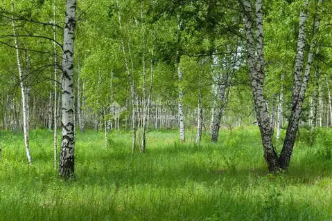 Участок в Рязанская область, Рязанский район, Дубровическое с/пос, с. ...