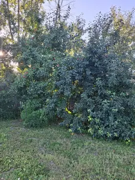 Дом в Алтайский край, Рубцовск № 3 СНТ, ул. Тополевая (30 м)