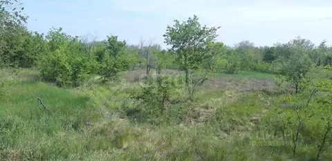 Участок в Волгоградская область, Среднеахтубинский район, ...