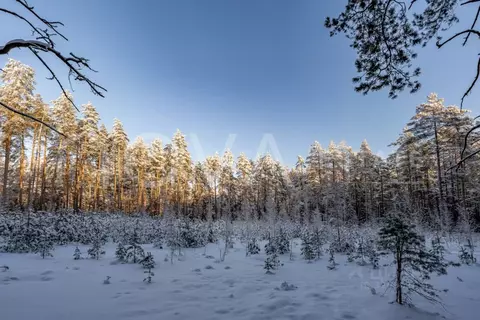 Участок в Санкт-Петербург пос. Комарово, просп. Лесной (50.0 сот.)