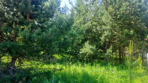 Участок в Удмуртия, Завьяловский район, Соловушки ДНТ  (36.0 сот.)