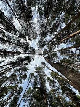 Участок в Татарстан, Лаишевский район, д. Матюшино  (191.0 сот.)