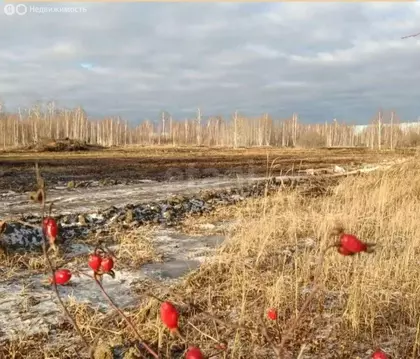 Участок в Тюменская область, Нижнетавдинский муниципальный округ, СНТ ...