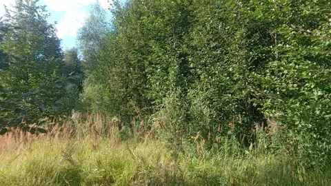 Участок в Московская область, Талдомский городской округ, д. Высочки  ...