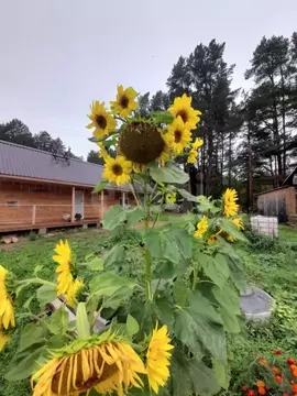Дом в Архангельская область, Котласский муниципальный округ, д. ...