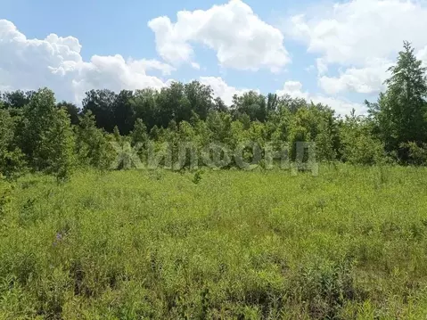 Участок в Новосибирская область, Мошковский район, Индия кп, ...