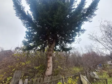 Участок в Алтай, Горно-Алтайск Строитель СНТ, 242 (4.5 сот.)