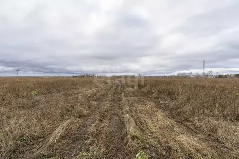 Участок в Татарстан, Тукаевский район, Калмиинское с/пос, Ясная Поляна ...