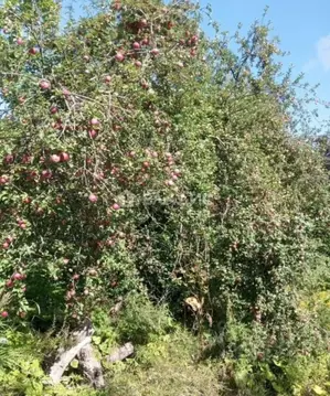 Участок в Санкт-Петербург, Санкт-Петербург, Красное Село Дружба СНТ, ...