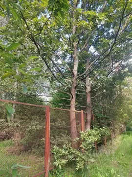 Участок, 10 сот., сельхоз (снт или днп)