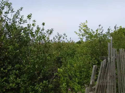 Участок в Оренбургская область, Оренбургский район, Нежинский ...