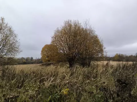 Участок в Московская область, Лотошино муниципальный округ, д. ...