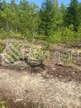 Участок в Сахалинская область, Анивский городской округ, с. Мицулевка  ...